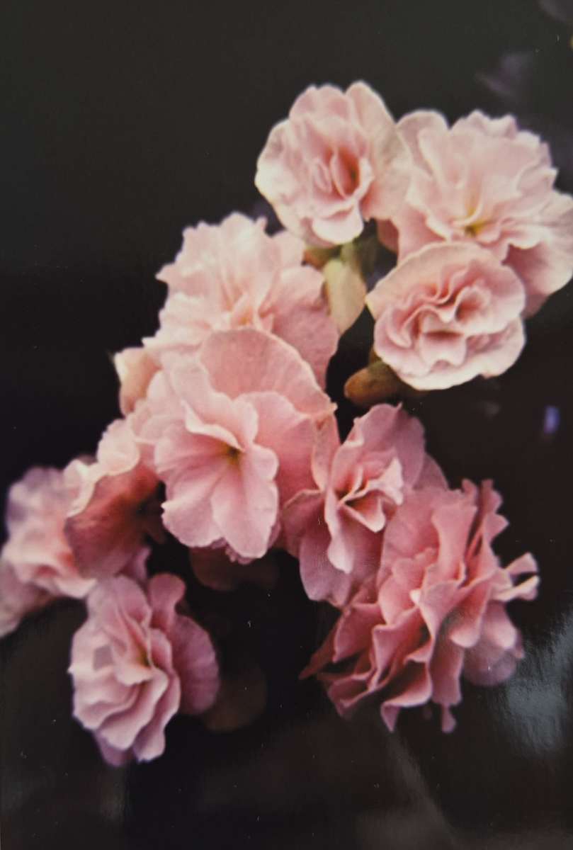 Camellias by J. Patrick Bowman, Image 1.