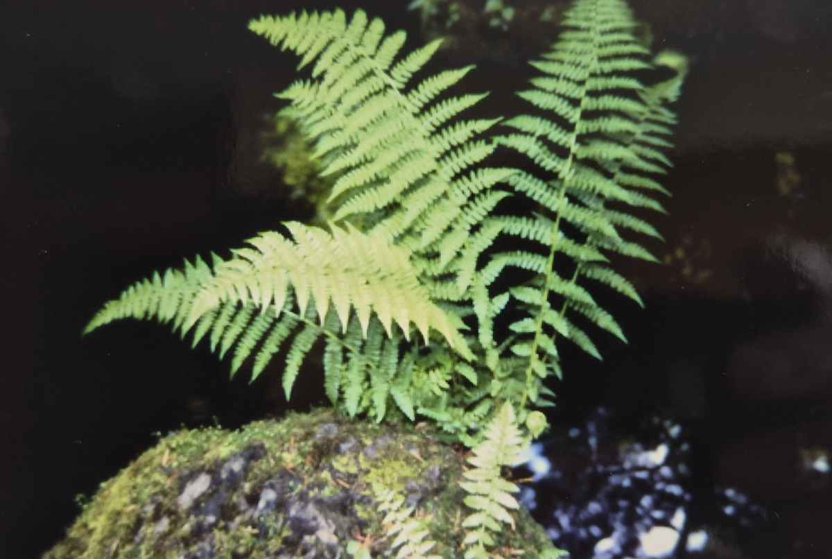 Ferns 2 by J. Patrick Bowman  Image: 4"x6" Original Fine Art Photos matted to 8"x10" and ready to frame