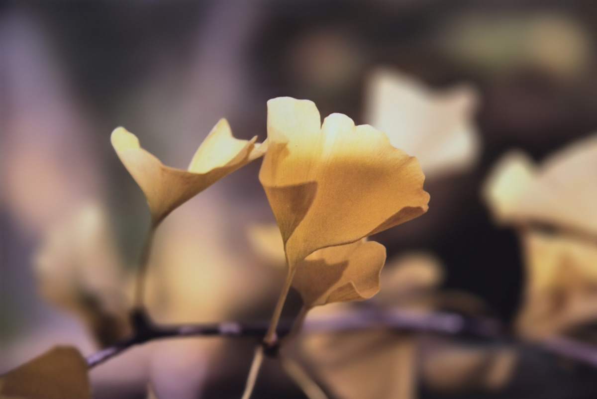 Gingko Leaves by J. Patrick Bowman, Image 1.