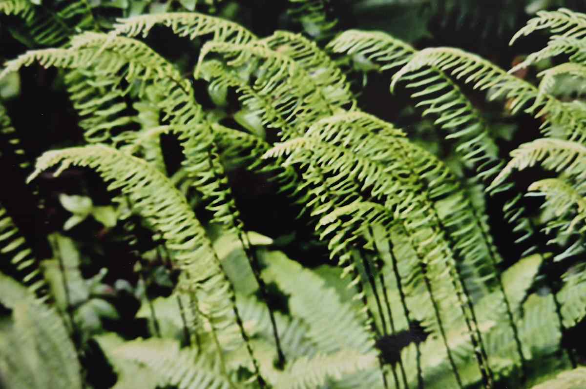 Ferns 1 by J. Patrick Bowman, Image 1.