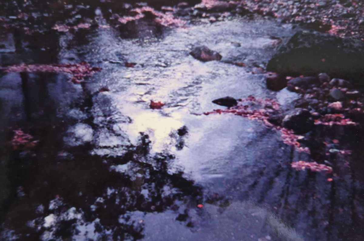Creation by J. Patrick Bowman, Image 1.