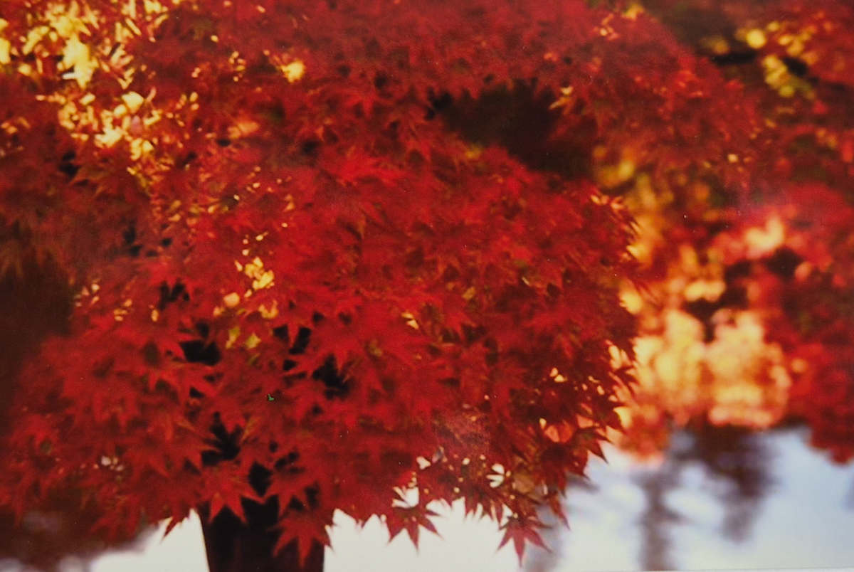 Vermont Fall 3 by J. Patrick Bowman, Image 1.