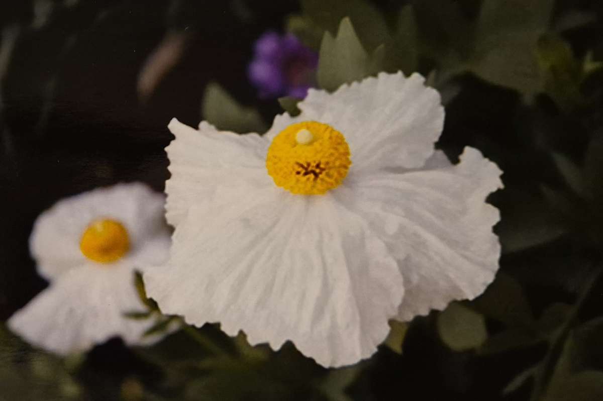 Romneya 1 by J. Patrick Bowman  Image: 4"x6" Original Fine Art Photos matted to 8"x10" and ready to frame