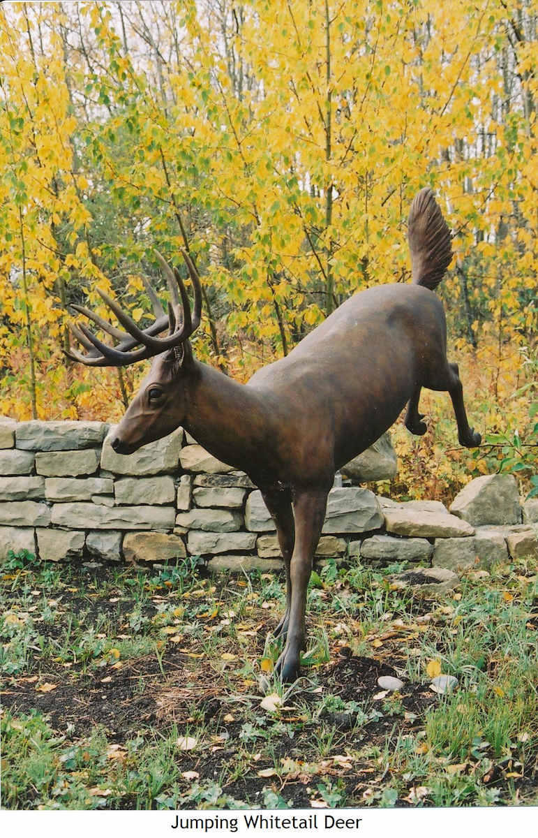 Jumping Whitetail Deer by Karen Begg 