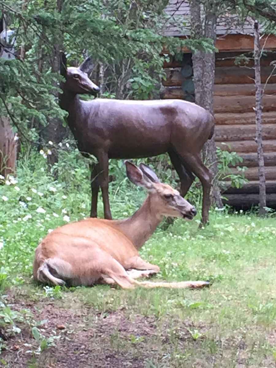 Doe - Edmonton, AB 
