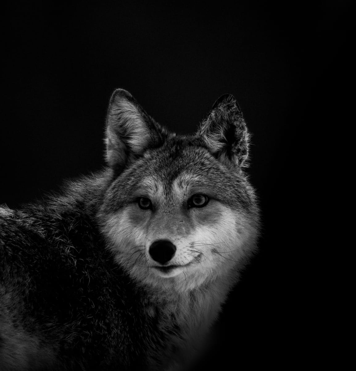 Jacobson Coyote by Jim Balkwill 