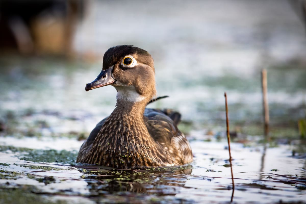 Wood Duck Hen by Jim Balkwill 