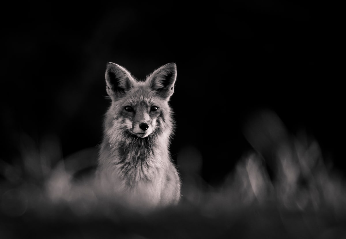 Jacobson Fox by Jim Balkwill 