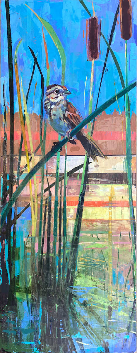 A Song Sparrow by Shannon Abbey 
