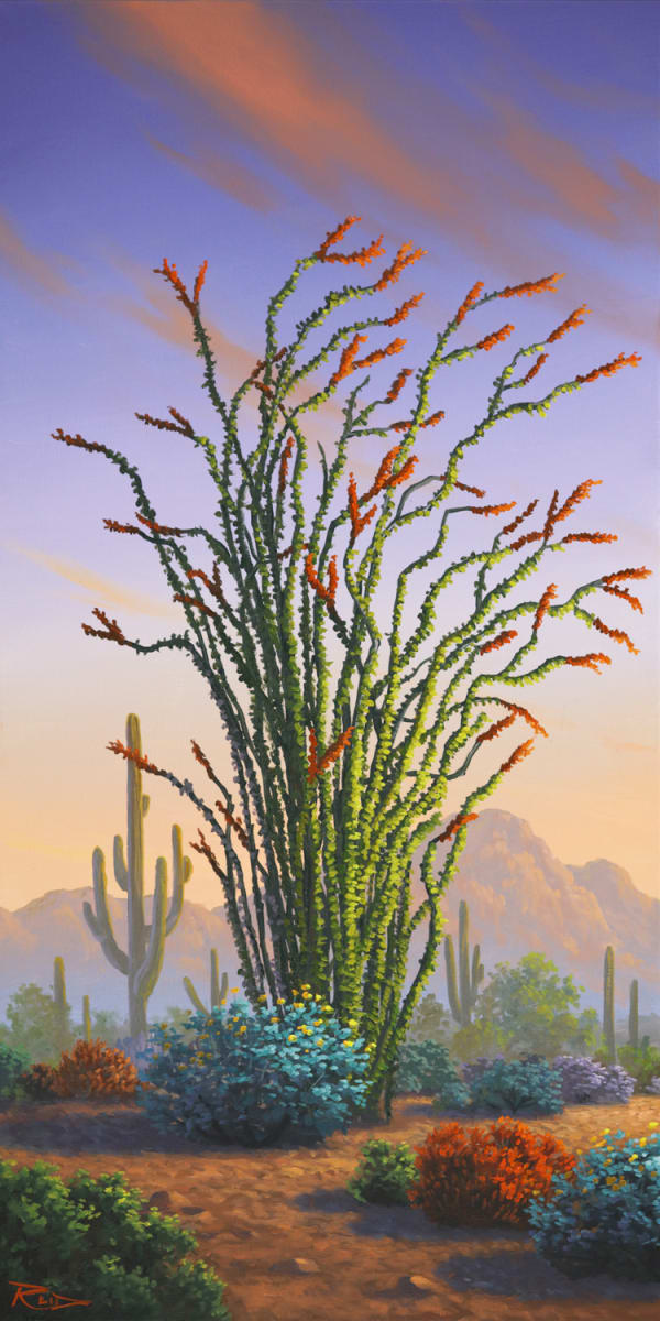 Evening Ocotillo 