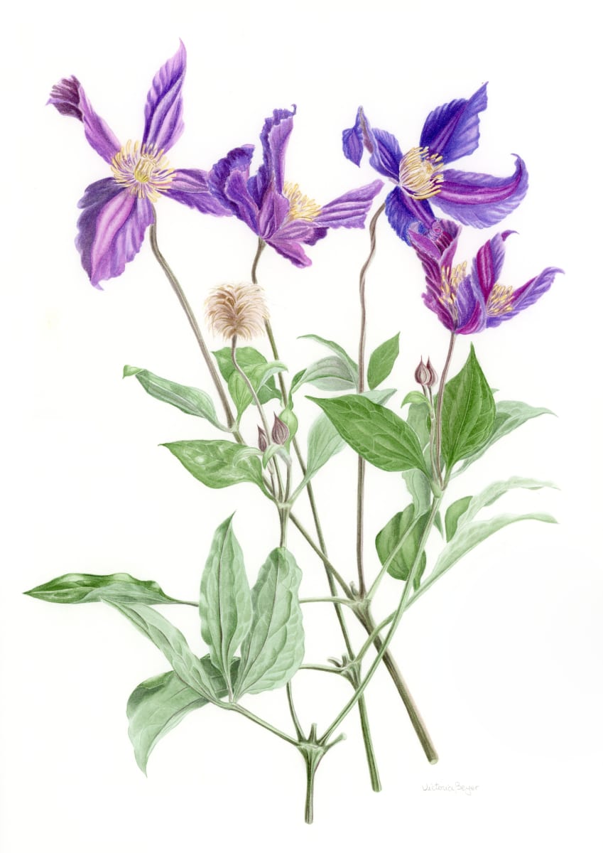 Purple and lilac Clematis by Victoria Beyer  Image: Clematis integrifolia in watercolor