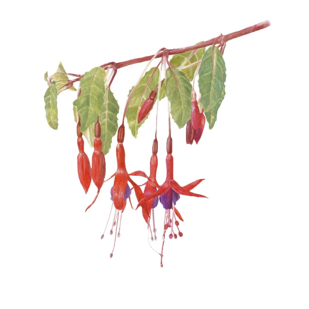 Fuchsias from Chile by Victoria Beyer 