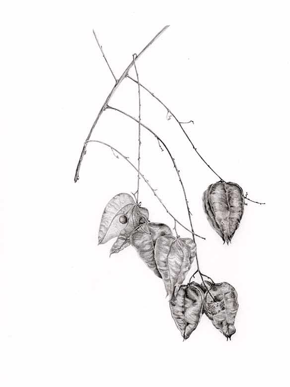 Golden tree capsules by Victoria Beyer 