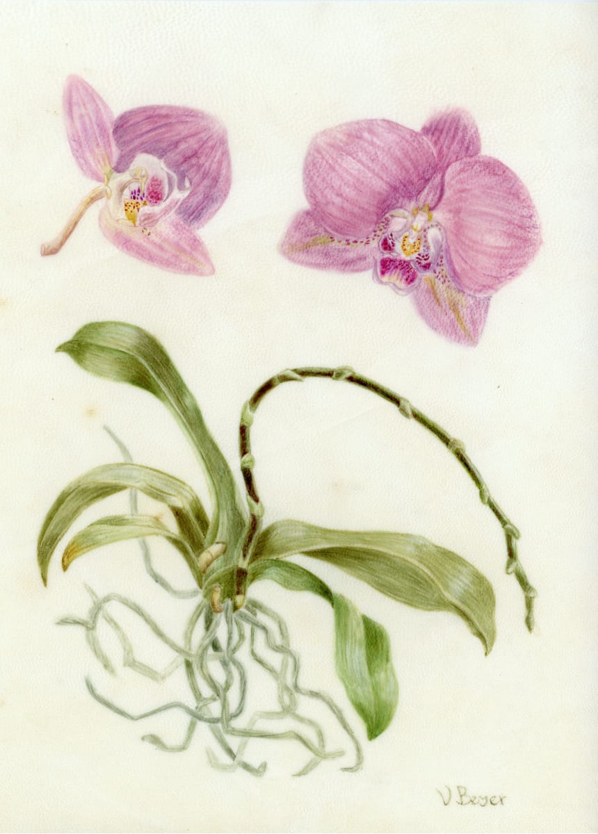 Botanical illustration on vellum/pergament by Victoria Beyer  Image: Phalaenopsis botanical art, watercolor on vellum