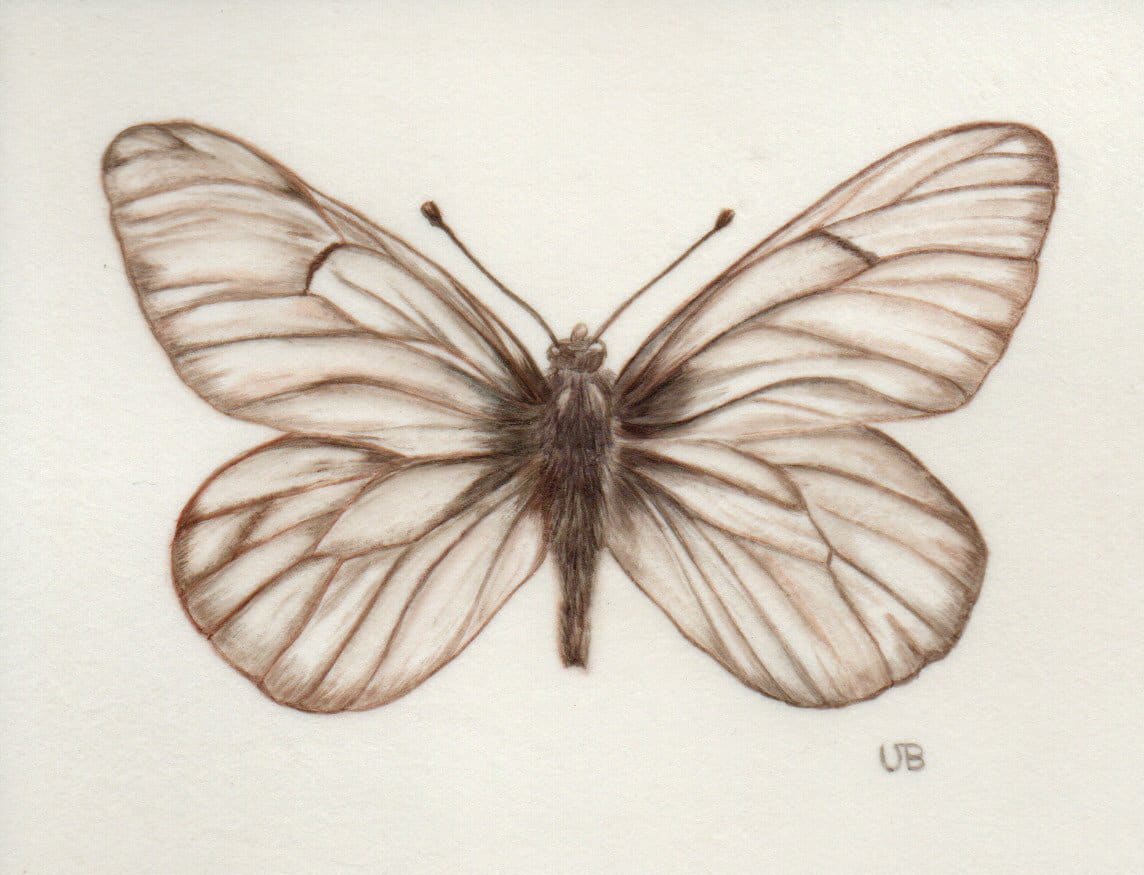 Butterfly on Vellum by Victoria Beyer 