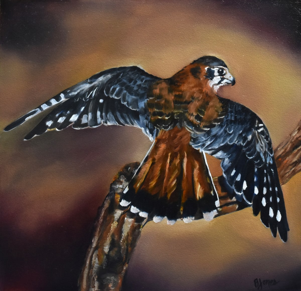 American Kestral by Bobbe Jones 