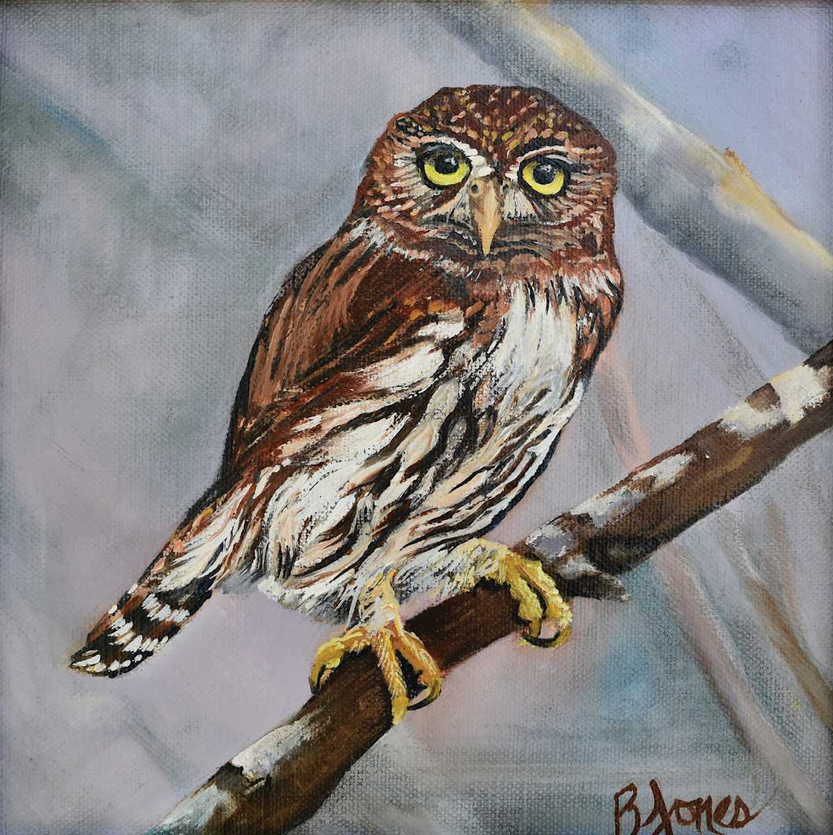 Northern Pygmy-Owl by Bobbe Jones  Image: Original