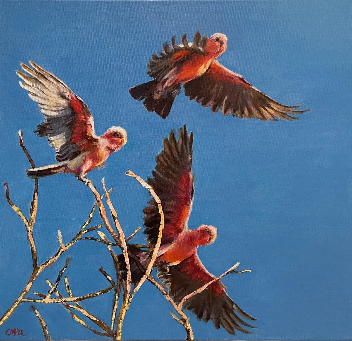 Galahs In Flight by Catherine Miles  Image: Galahs In Flight main picture