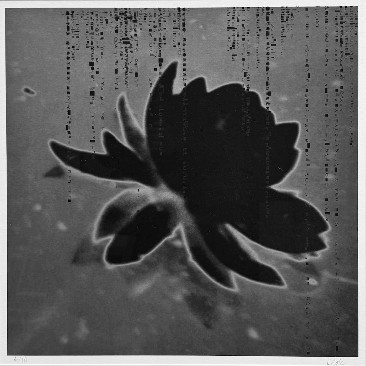 Black Water Lily by LCole  Image: Black Water Lily