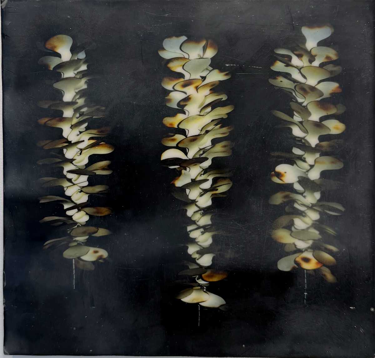 Random Thoughts - Bones by LCole, Image 1.