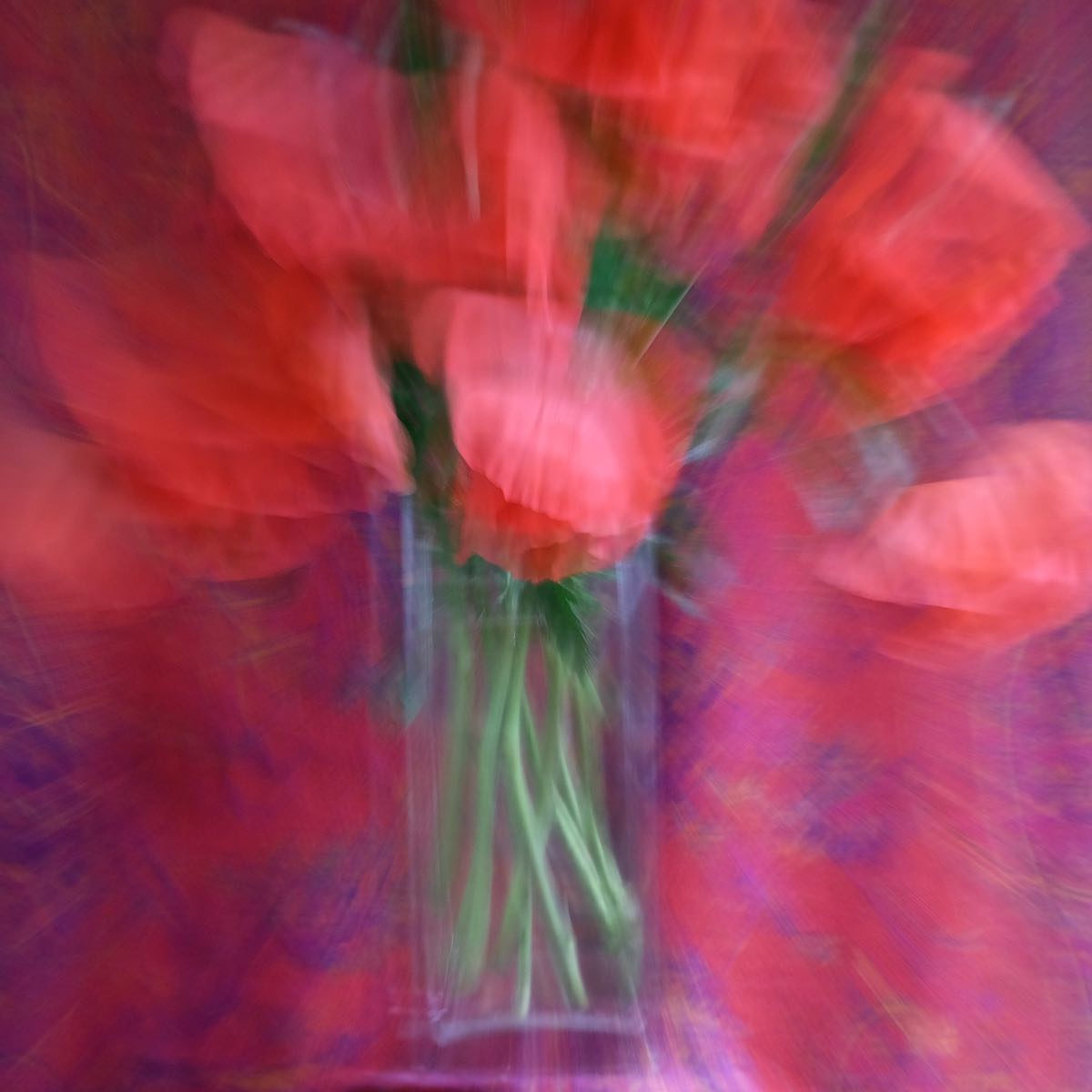 Poppy Shock by Sandie Smith 