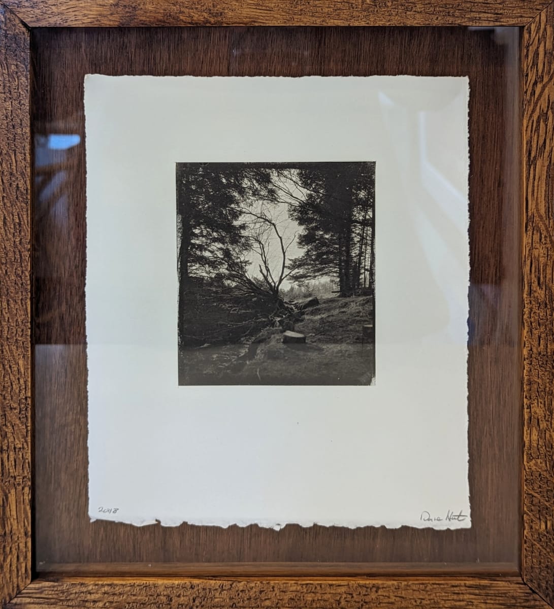 Woodland Burn by Dave Hunt 