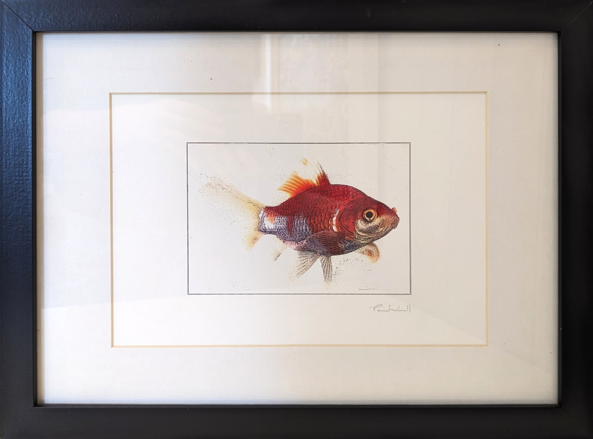 Goldfish by Tim Cracknell 