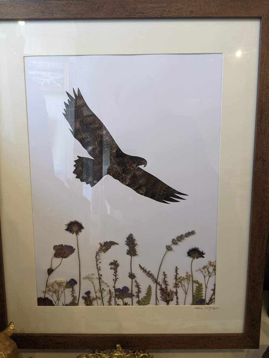 Eagle by Iona McGregor 