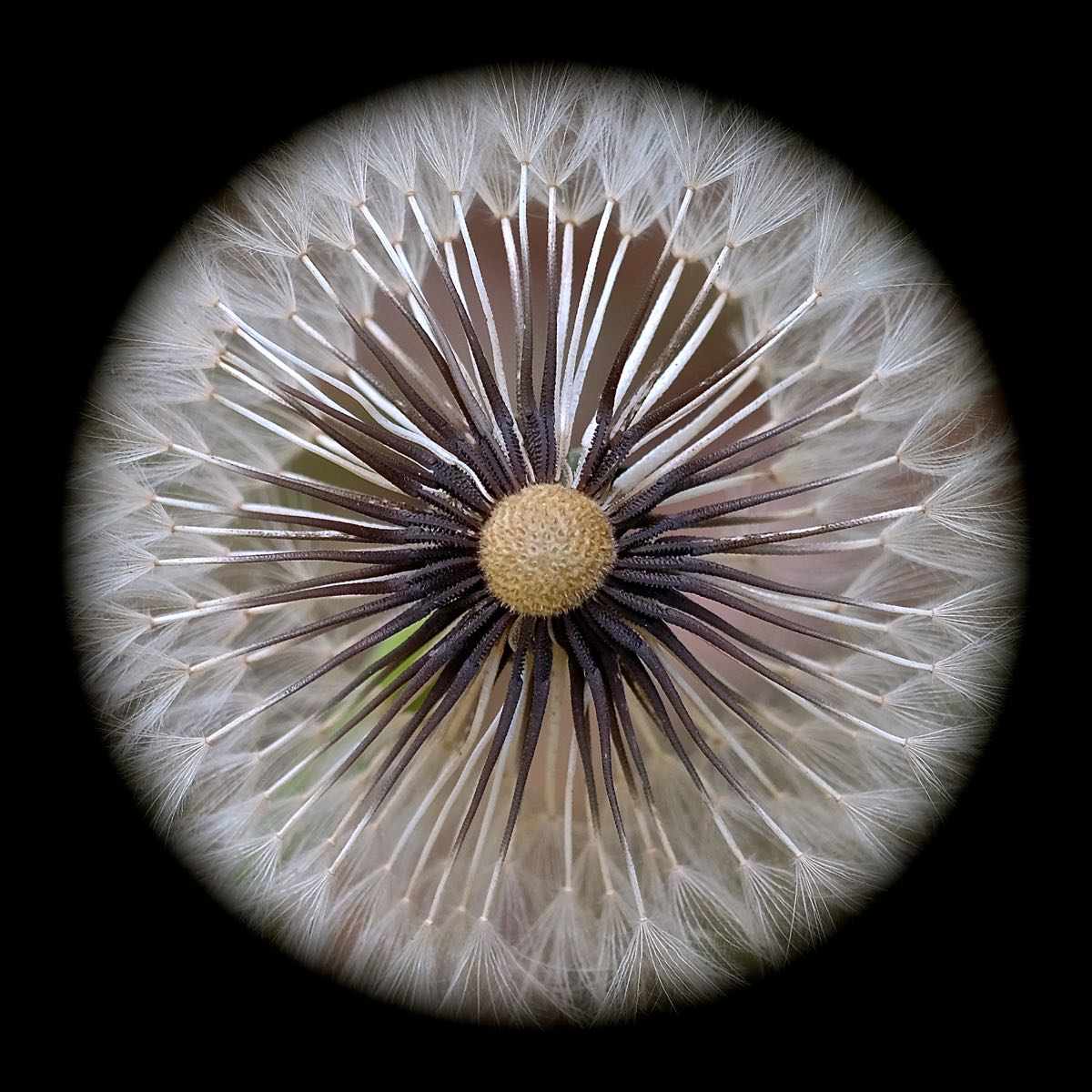 Vision by Sandie Smith 