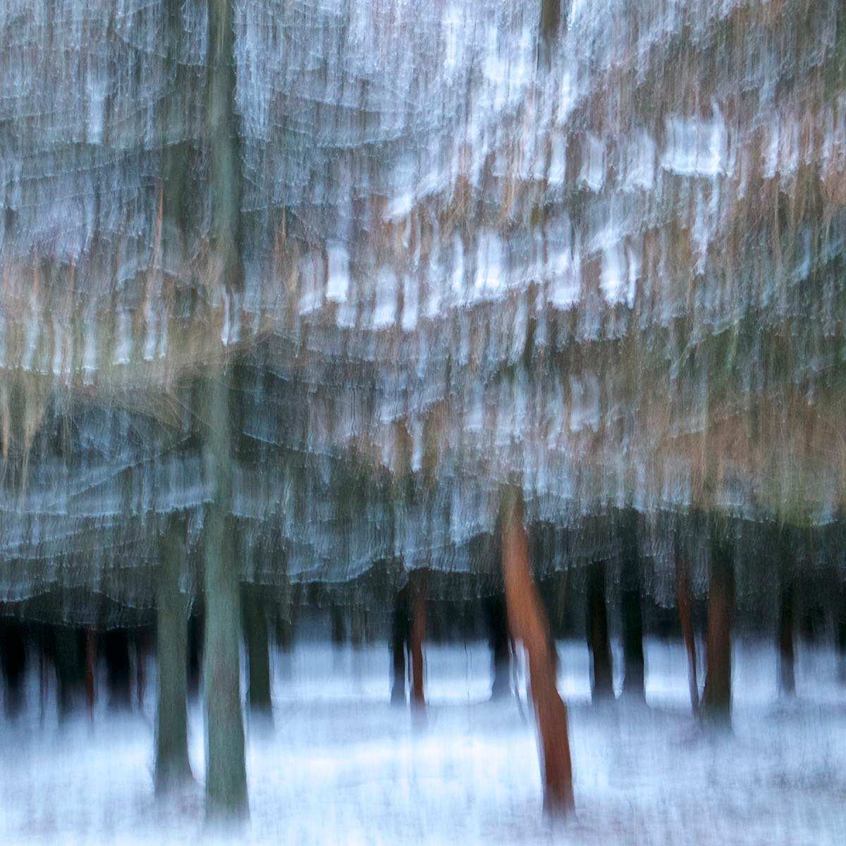 Winter Trees by Sandie Smith 