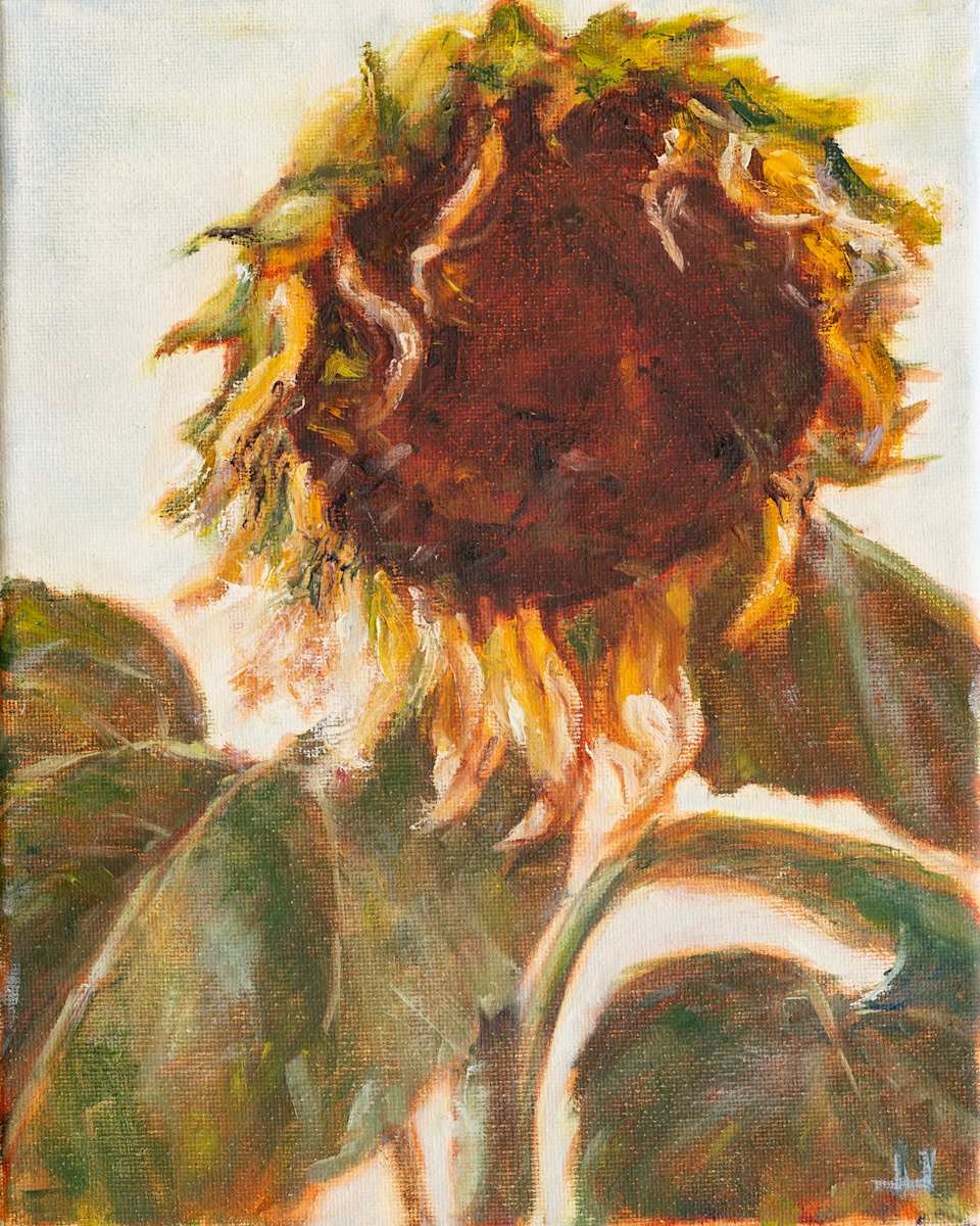 Sunflower Sequence by Janet Jardine  Image: My first success planting sunflowers - these ginormous beauties. I was enthralled with all stages of its growth and life, finding beauty in it all. Painted this bowing beauty as part of a 30-day painting and drawing from life challenge I took part in, September 2024. This one was finished on September 7, painted in layers over three days. 