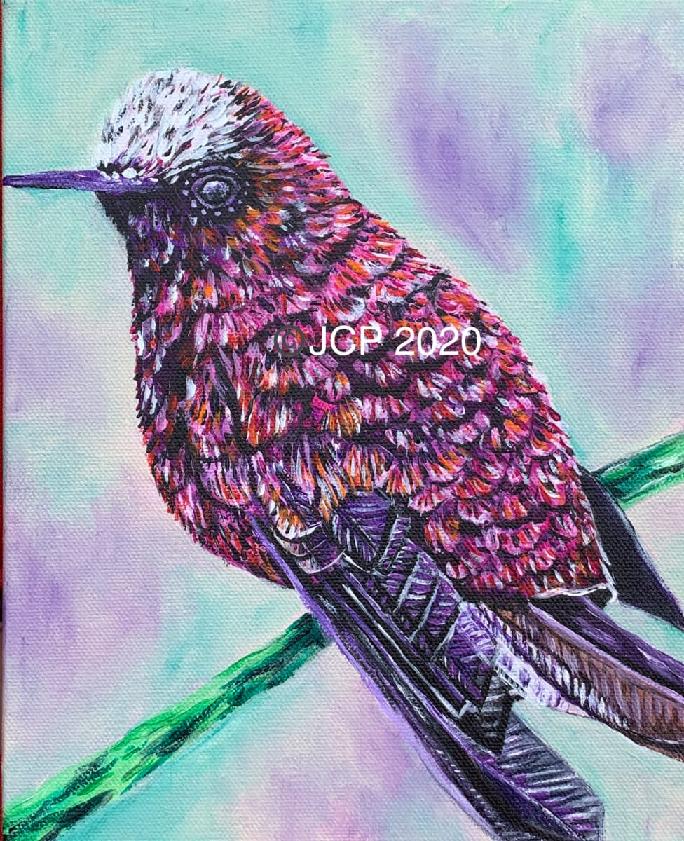 Purple and pink Colibri Hummingbird Resting by Jennifer C.  Pierstorff 
