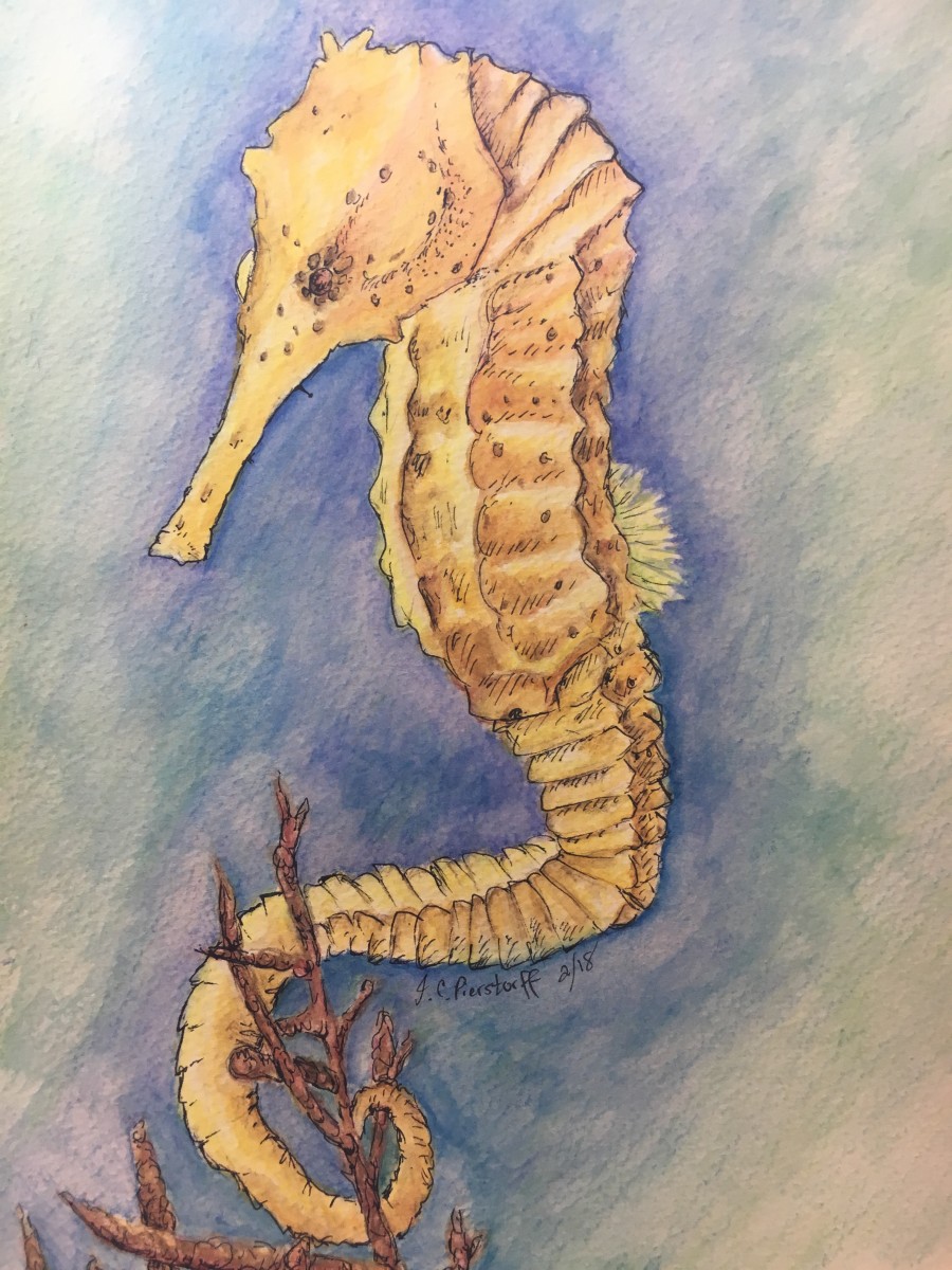 Yellow seahorse by Jennifer C.  Pierstorff 