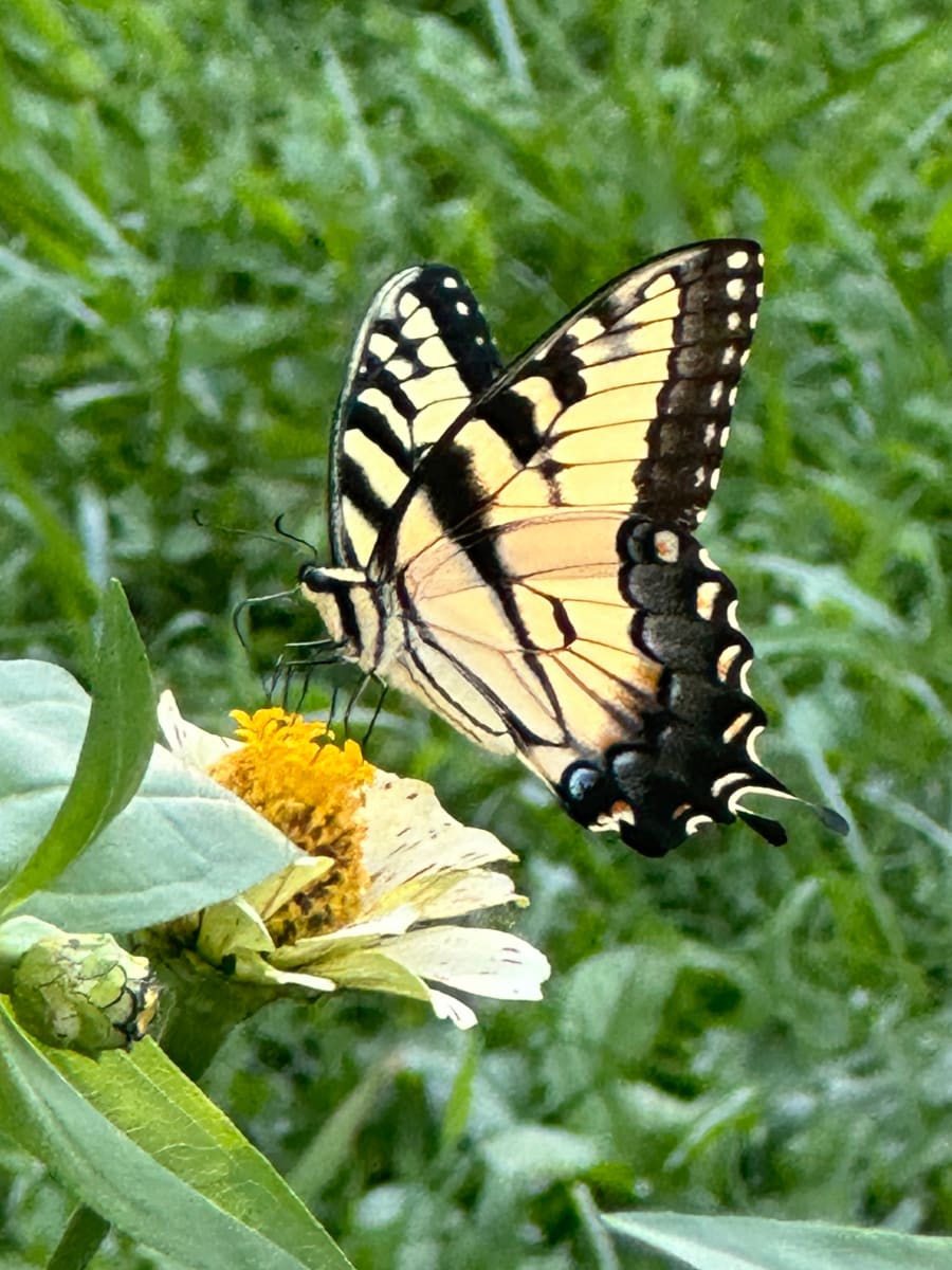 The Gardens Life Cycle by Jennifer C.  Pierstorff 