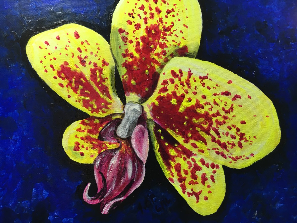 Yellow/red moth orchid by Jennifer C.  Pierstorff 