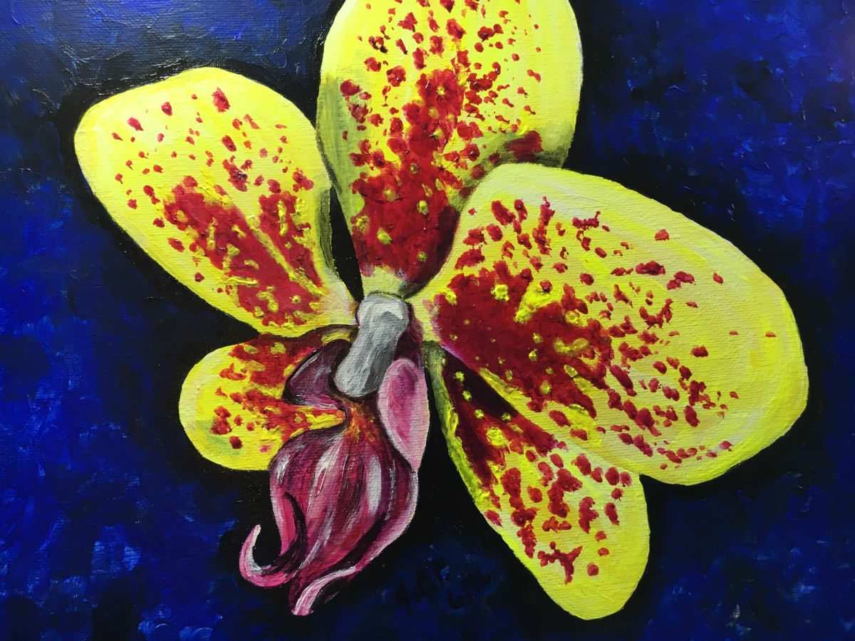 Yellow/red moth orchid by Jennifer C.  Pierstorff, Image 1.