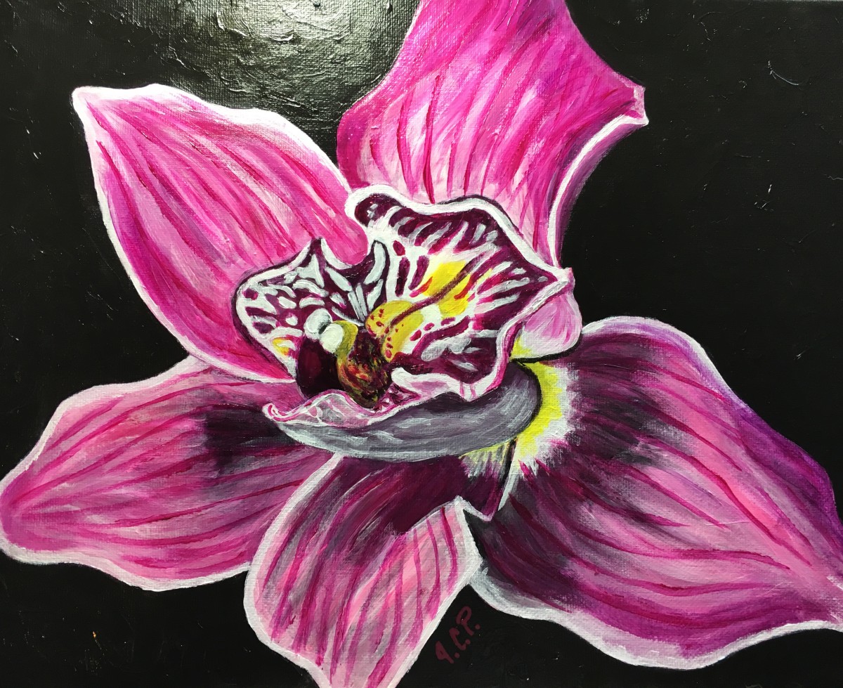 Magenta cymbidium orchid by Jennifer C.  Pierstorff 