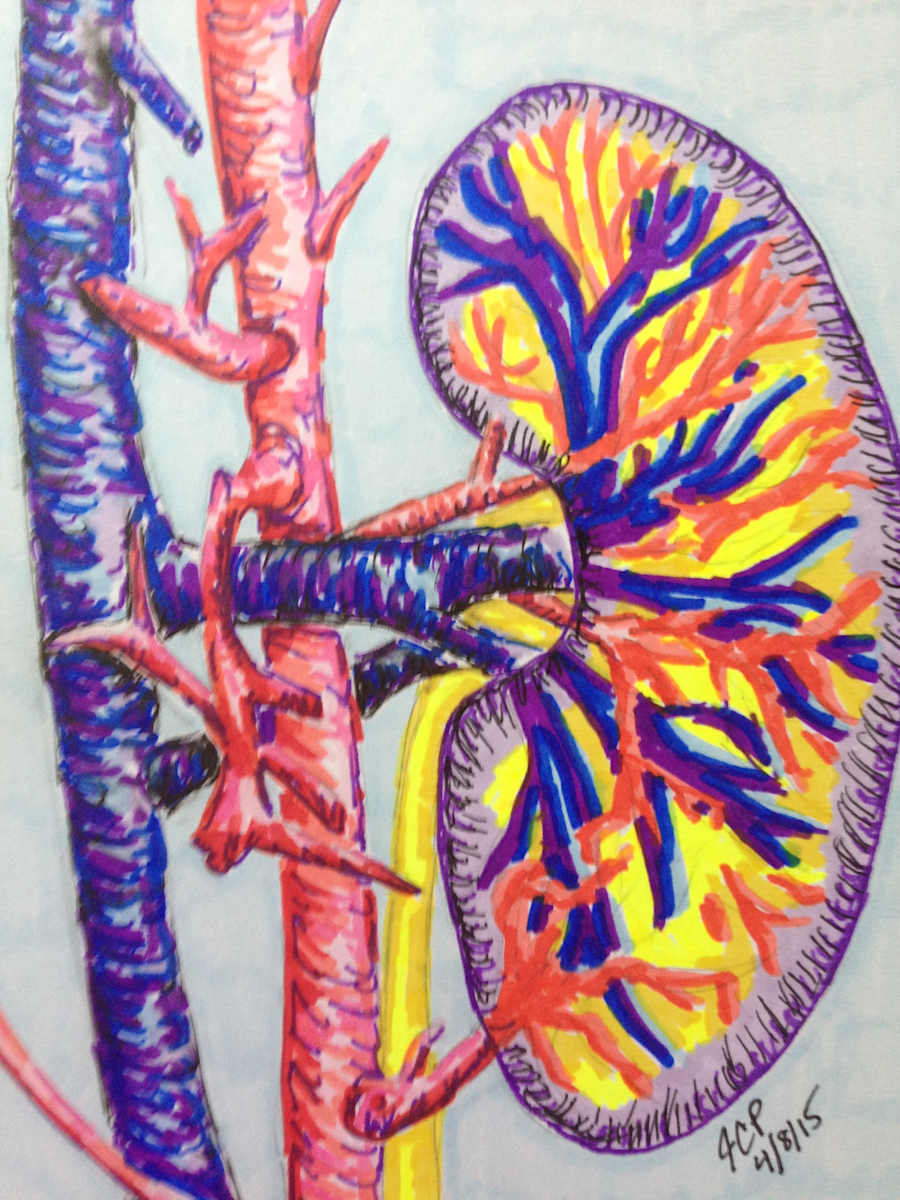 Kidney  by Jennifer C.  Pierstorff, Image 1.