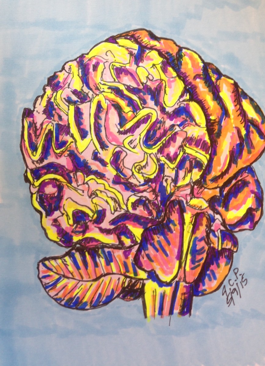 Anterolateral view of right side of brain - colored by Jennifer C.  Pierstorff 