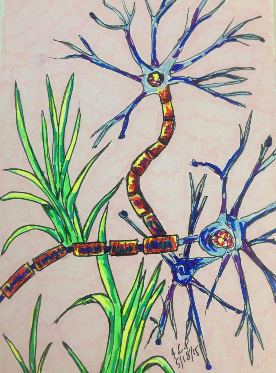 Grassy nerve cells by Jennifer C.  Pierstorff, Image 1.