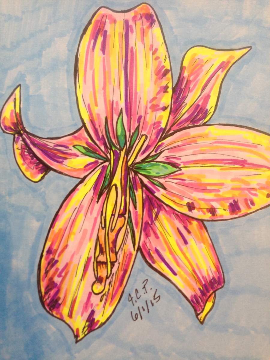 Finger lily by Jennifer C.  Pierstorff, Image 1.