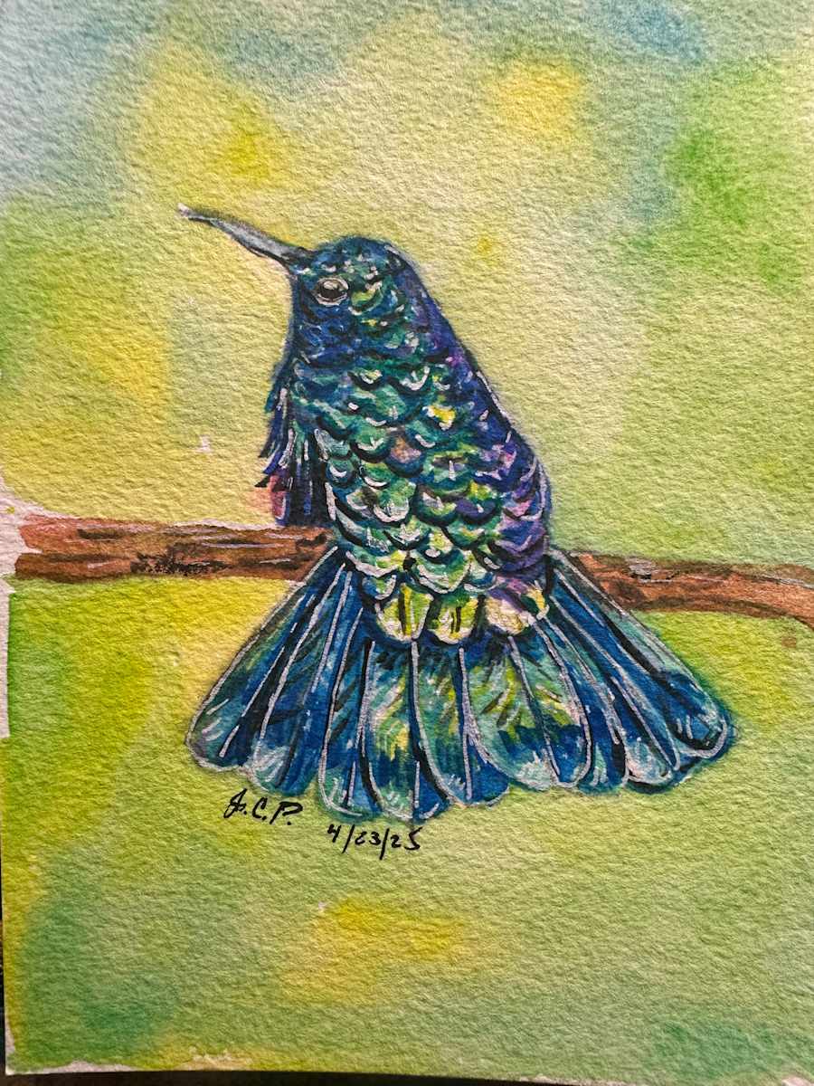 Blue Hummingbird Chillin Out by Jennifer C.  Pierstorff, Image 1.