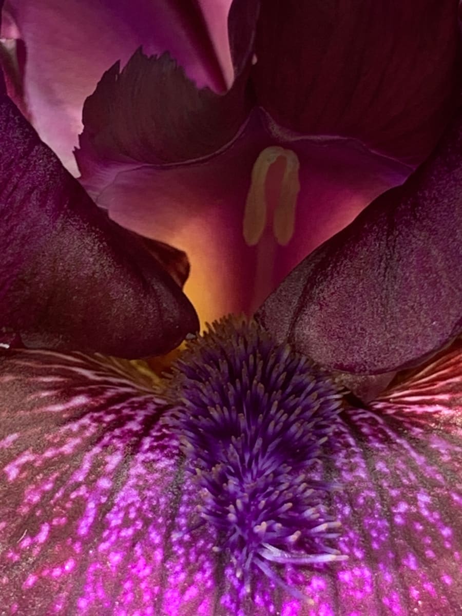 The Beard of the Purple Iris Will Lead You To a Magical World by Jennifer C.  Pierstorff, Image 1.