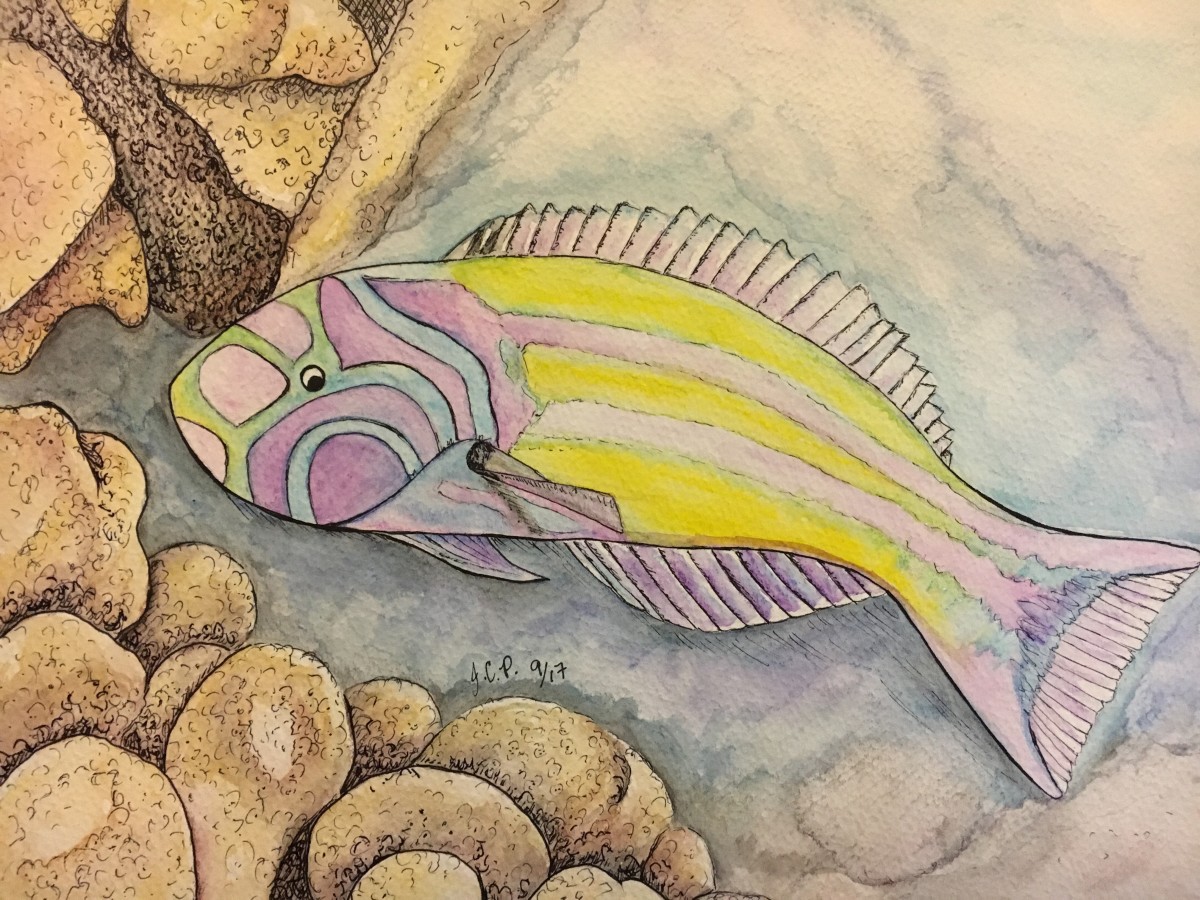 Hawaiian rainbow wrasse by Jennifer C.  Pierstorff 