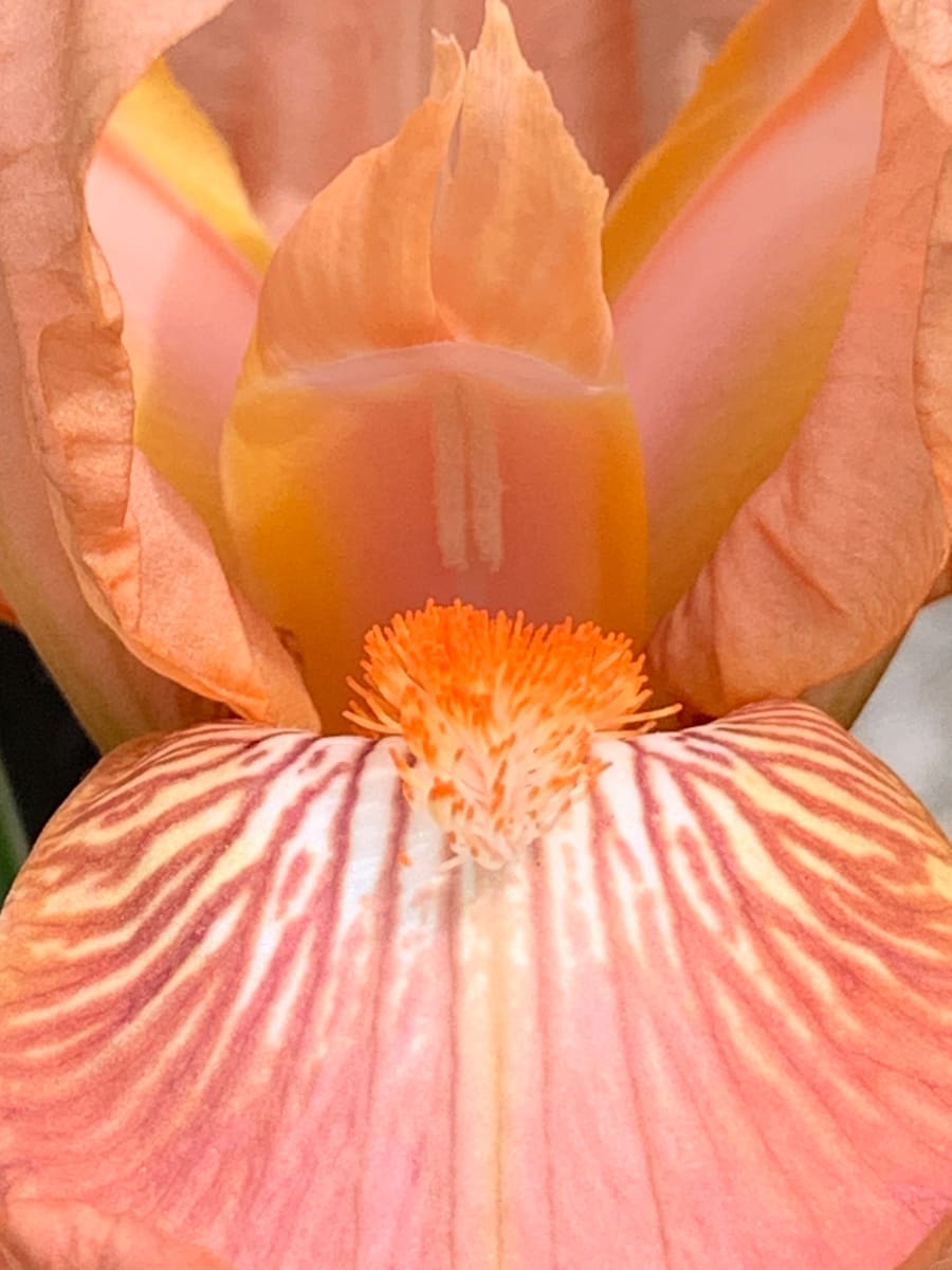 The Peach Bearded Iris Has a Microcosm Within by Jennifer C.  Pierstorff 