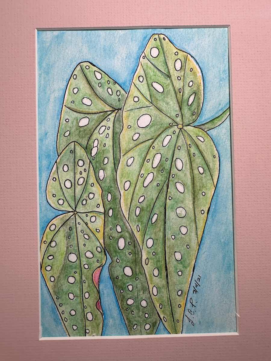 Begonia Maculata 2 by Jennifer C.  Pierstorff 