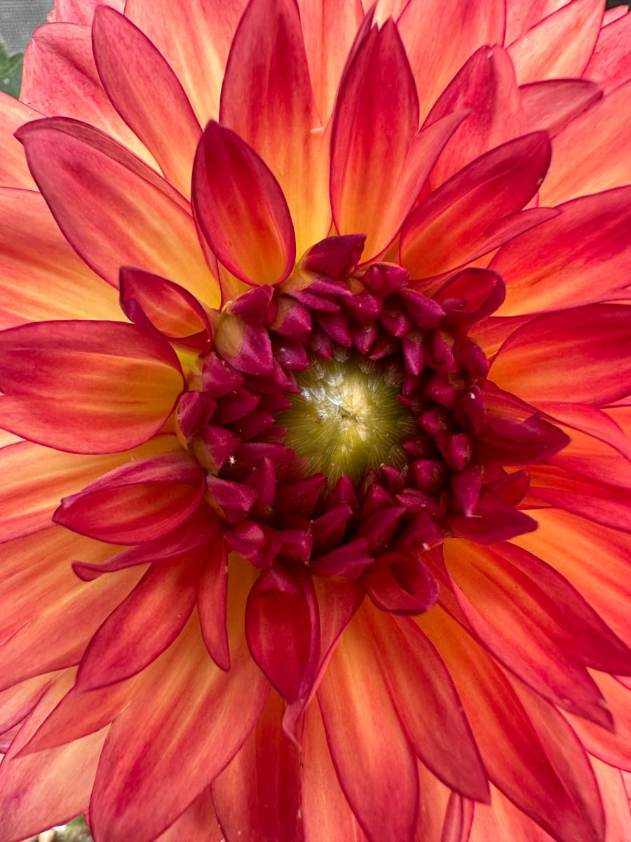 The Mightiest Mite Can’t Take Away the Beauty of a Dahlia by Jennifer C.  Pierstorff 