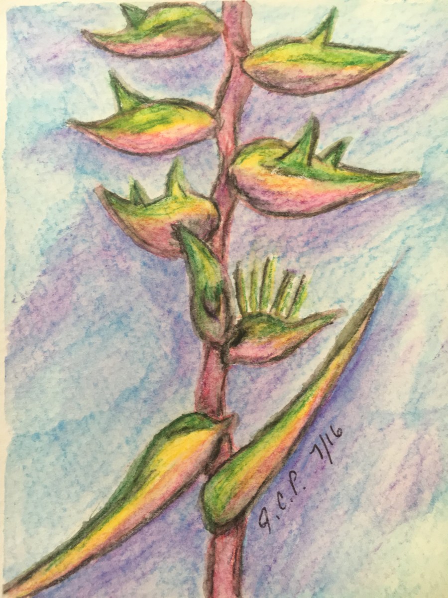 Birds of Paradise by Jennifer C.  Pierstorff 