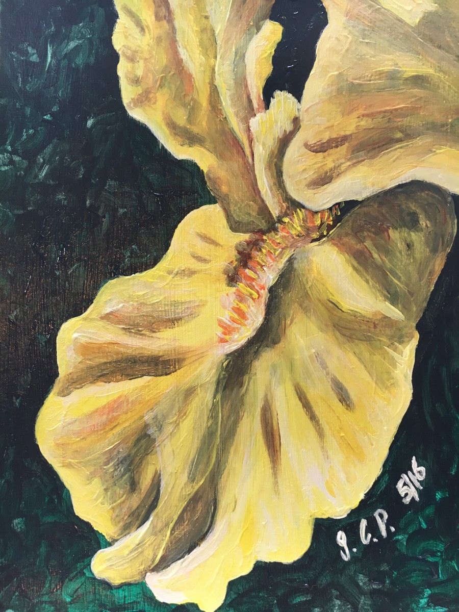 Yellow Bearded Iris by Jennifer C.  Pierstorff 