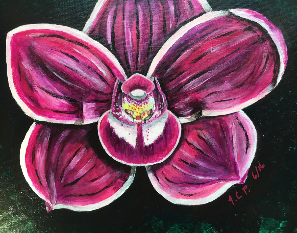 Pink Cymbidum Orchid by Jennifer C.  Pierstorff 